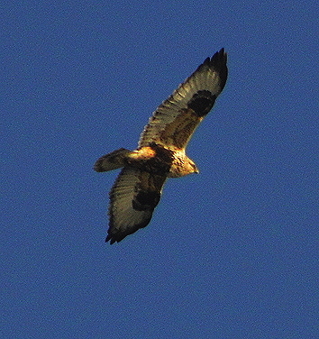 Hawk over the Salish Sea. Photo by Alex Shapiro.